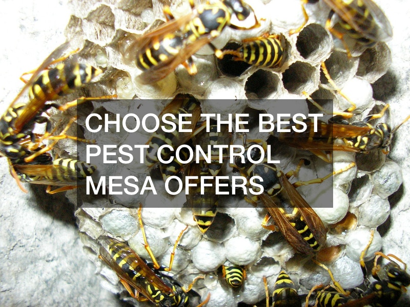 Choose The Best Pest Control Mesa Offers