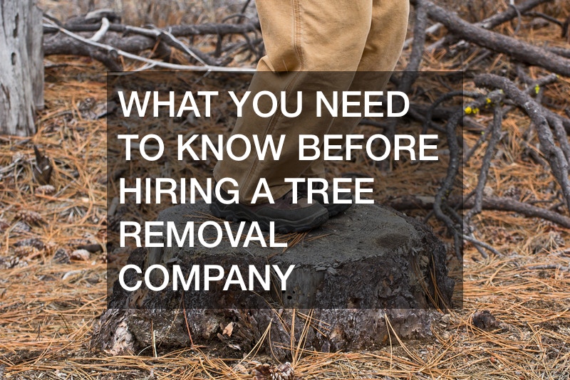 What You Need to Know Before Hiring a Tree Removal Company