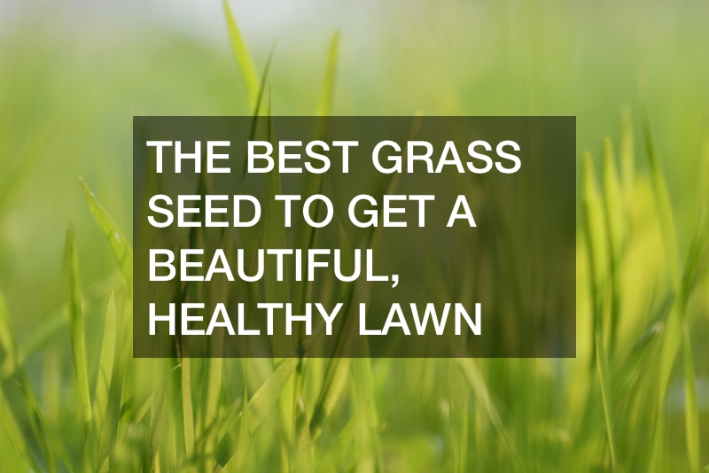 The Best Grass Seed to Get a Beautiful, Healthy Lawn
