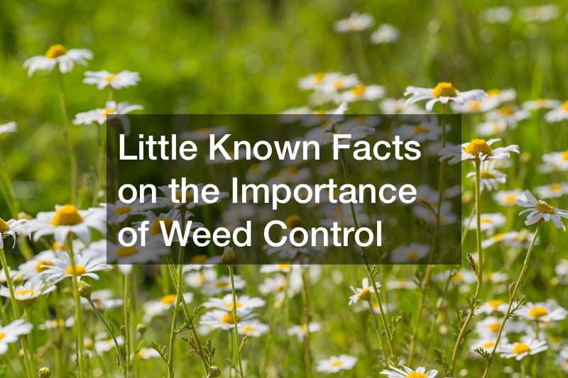 Little Known Facts on the Importance of Weed Control
